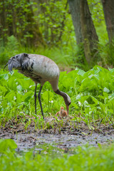 Br&uuml;tender Graukranich im Buchenwald, Altvogel steht und dreht das zweite Ei, erstes k&uuml;ken steht im Nest, vorherschende Farbe gr&uuml;n.