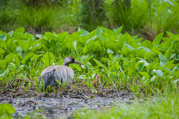 Br&uuml;tender Graukranich im Buchenwald, Altvogel sitzt auf dem Gelege, das K&uuml;ken des ersten Tages sitzt auf dem Nest, im Hintergrund Gr&uuml;npflanzen.
