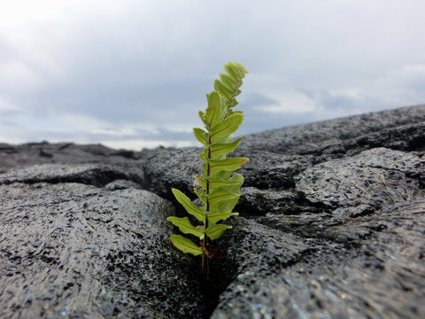 Tiny fern seedling sprouting from new black lava rock
