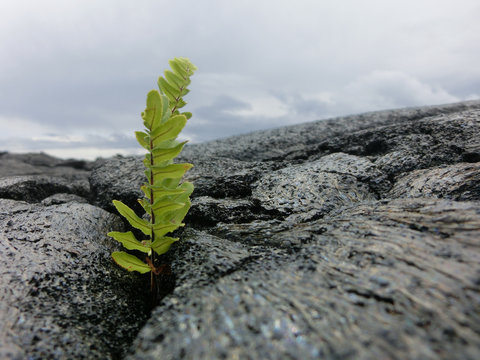 Tiny fern seedling sprouting from new black lava rock