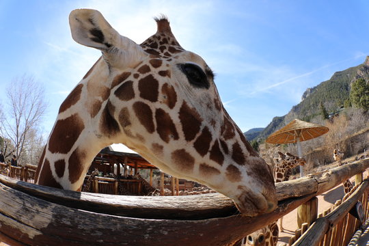 Funny close-up photos of giraffes at the Zoo