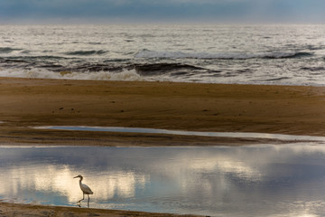 Heron on water puddle near the sea.