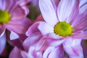 Close up pink chrysanthemum flowers