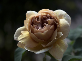Coffee Brown Rose