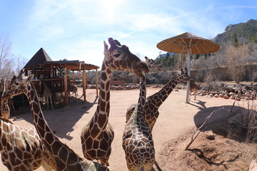 Funny close-up photos of giraffes at the Zoo