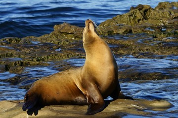 Single brown sea lion with closed eyes and nose pointed to the sky on the seashore rocks
