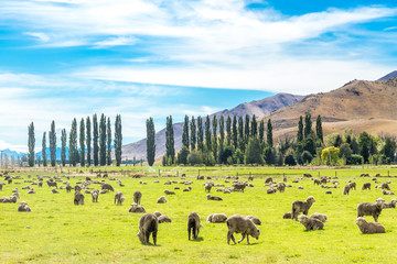 Queenstown in Neuseeland. Die Stadt der Abenteuer und Natur.