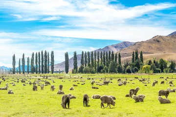 Foto op Plexiglas Queenstown in Nieuw-Zeeland. De stad van avontuur en natuur. © marabelo