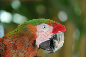 McCaw parrot in the Florida Keys