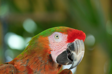 McCaw parrot in the Florida Keys