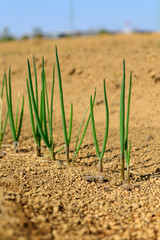 ネギの植え付け