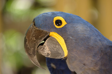 Hyacinth McCaw parrot in the Florida Keys
