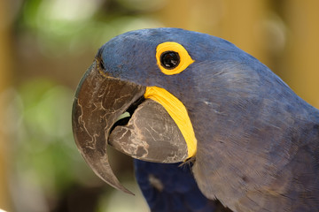 Hyacinth McCaw parrot in the Florida Keys