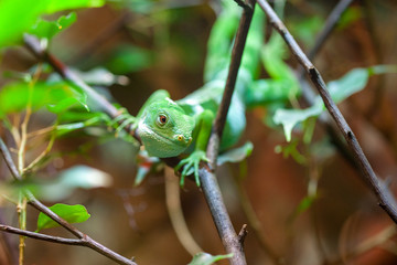 a fiji banded iguana on a tree