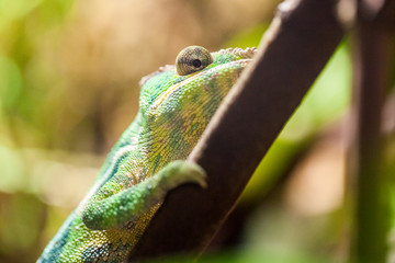 a panther chameleon climbs on a tree