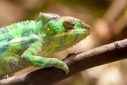 a panther chameleon climbs on a tree