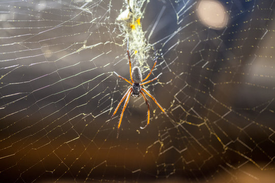 a silk spider hangs in a spiderweb