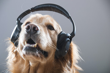 Golden Retriever Dog listening to music through headphones, © Mat Hayward