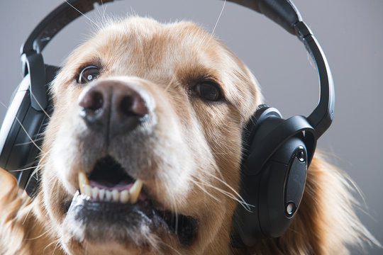 Golden Retriever Dog Listening To Headphones