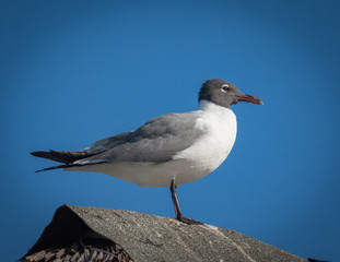 Laughing Gull  - Larus atricilla - Close - Up