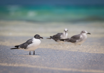 Laughing Gull  - Larus atricilla - Sitting In The Water