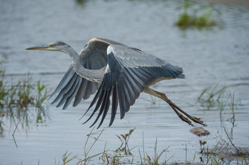 Graureiher im Flug, ausgebreitete Fl&uuml;gel. Die Wasserfl&auml;che des T&uuml;mpels ist mit diversen Pflanzen bedeckt