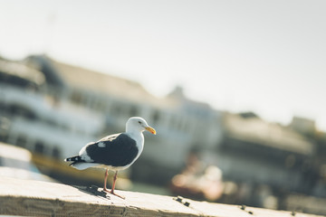 seagull is staying in sunny day on the pier
