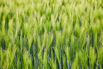 Wheat field closeup