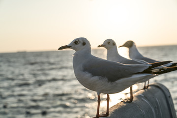 Three seagulls standing and facing in the same direction
