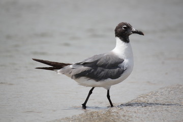 seagull on the beach