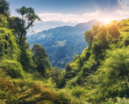 Fototapeta Tropical forest with green trees on the mountain at sunset in summer. Colorful landscape with jungle on the mountains, gold sunlight, blue sky with clouds. Nepal. Travel in Himalayas.Trees in the hill