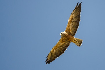 Swainson's Hawk Flying in a Blue Sky