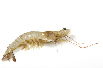 Fresh raw seafood shrimp