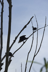 aves