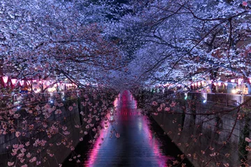 Fotobehang Cherry blossoms at night in Tokyo © segawa7