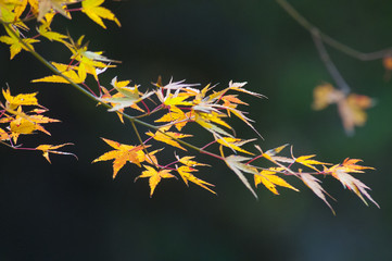 紅葉した葉