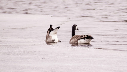 Geese are having fun at half-opened lake in the early spring of Minnesota