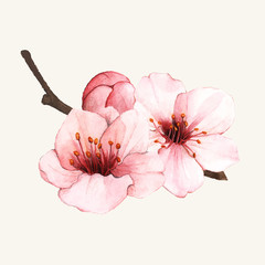 Illustration of flower isolated on background © Rawpixel.com