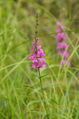 Blooming purple-loosestrife, Lythrum salicaria