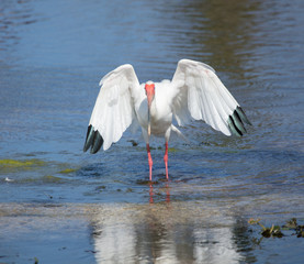 white ibis prepares for flight