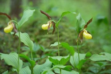 Blooming lady's-slipper orchids, Cypripedium calceolus