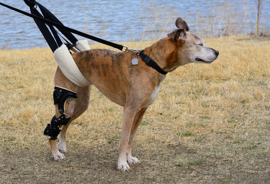 Aging mixed breed boxer dog with orthotic brace for CCL knee injury and newly injured knee being geld up with a sling for short potty walk at park