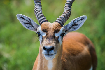 Fossil rim