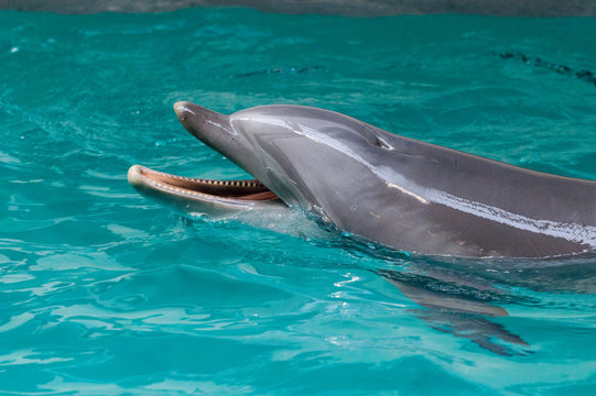 a dolphin swims in a large pool