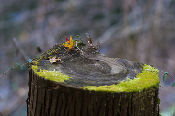 切り株の落葉