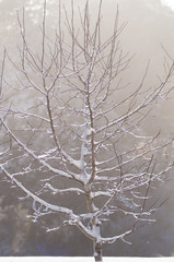 枝に雪が積もったモクレンの木