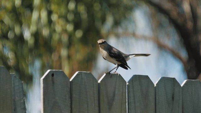 Mocking Bird Perched on a Fence