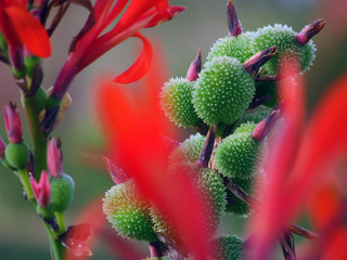 Flores rojas. Flores verdes