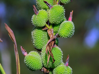 Flores rojas. Flores verdes