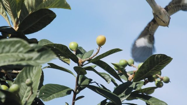 Mocking Bird Taking Off from Tree Branch - Slow Motion